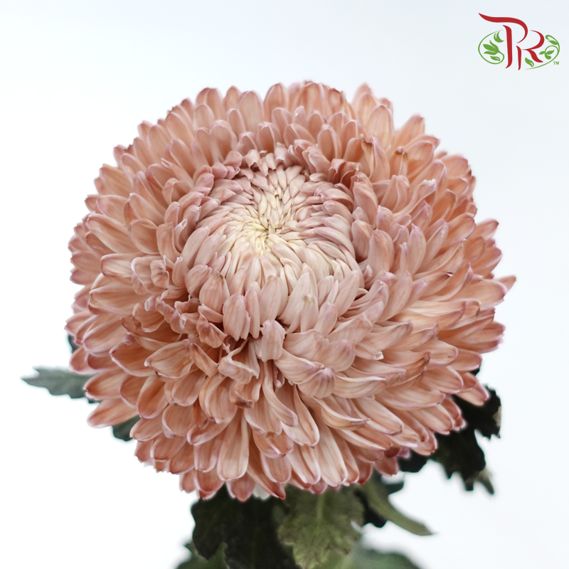 Peony Mum Dyed (Chrysanthemum) - Brown (5 Stems)-Brown-Malaysia-prflorist.com.my