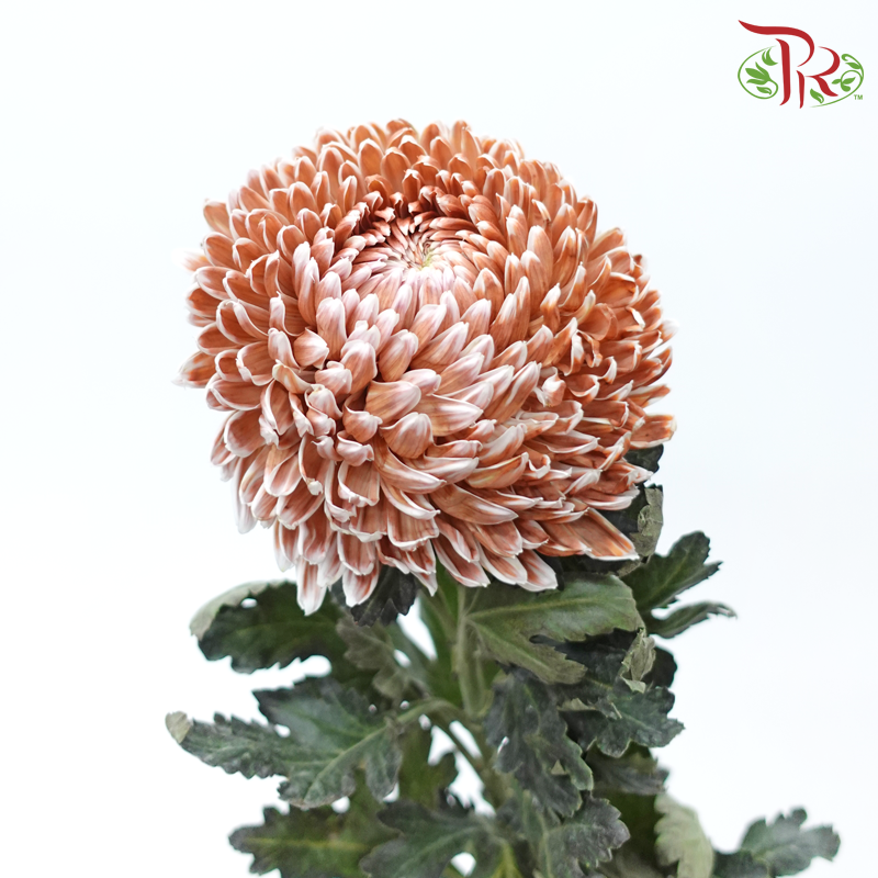 Peony Mum Dyed (Chrysanthemum) - Brown (5 Stems)-Brown-Malaysia-prflorist.com.my