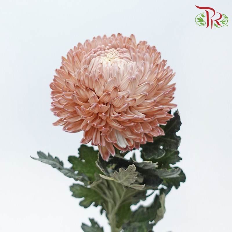 Peony Mum Dyed (Chrysanthemum) - Brown (5 Stems)-Brown-Malaysia-prflorist.com.my