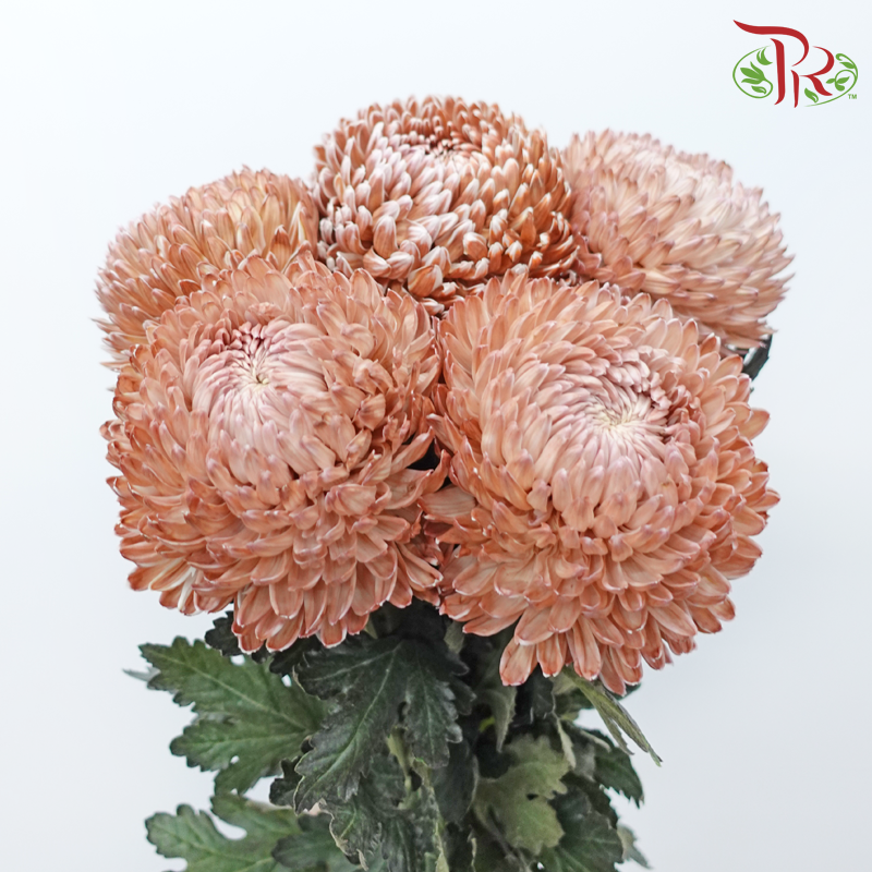 Peony Mum Dyed (Chrysanthemum) - Brown (5 Stems)-Brown-Malaysia-prflorist.com.my