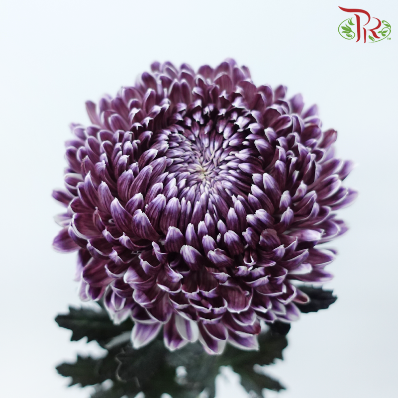 Peony Mum Dyed (Chrysanthemum) - Dark Purple (5 Stems)-Dark Purple-Malaysia-prflorist.com.my
