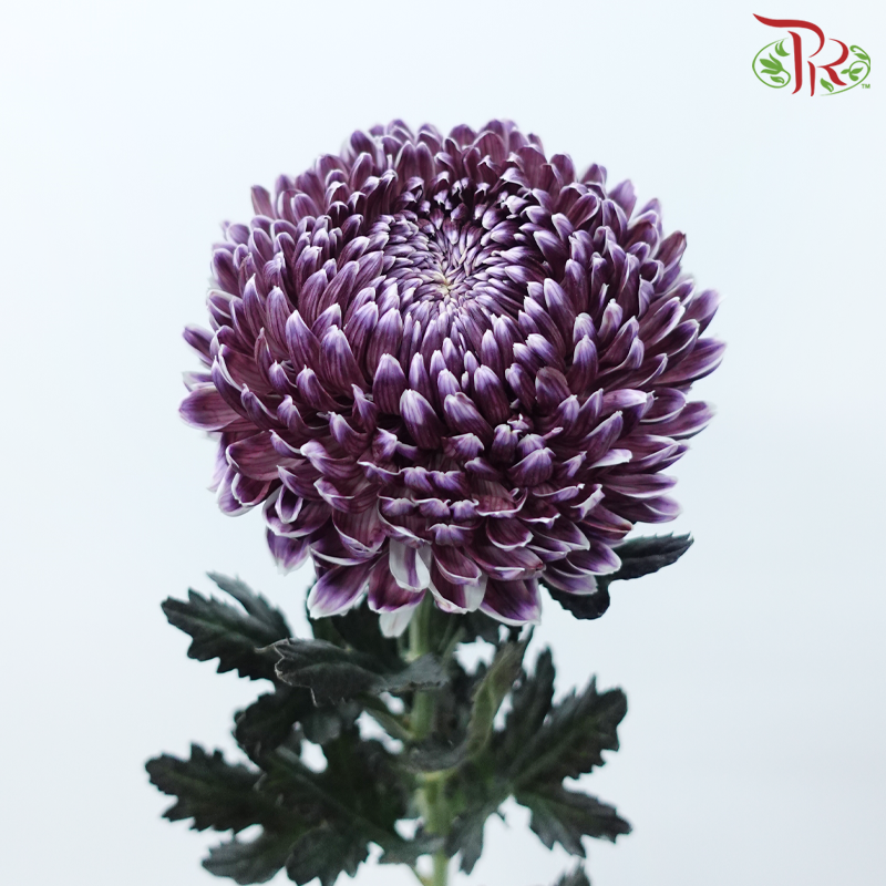 Peony Mum Dyed (Chrysanthemum) - Dark Purple (5 Stems)-Dark Purple-Malaysia-prflorist.com.my