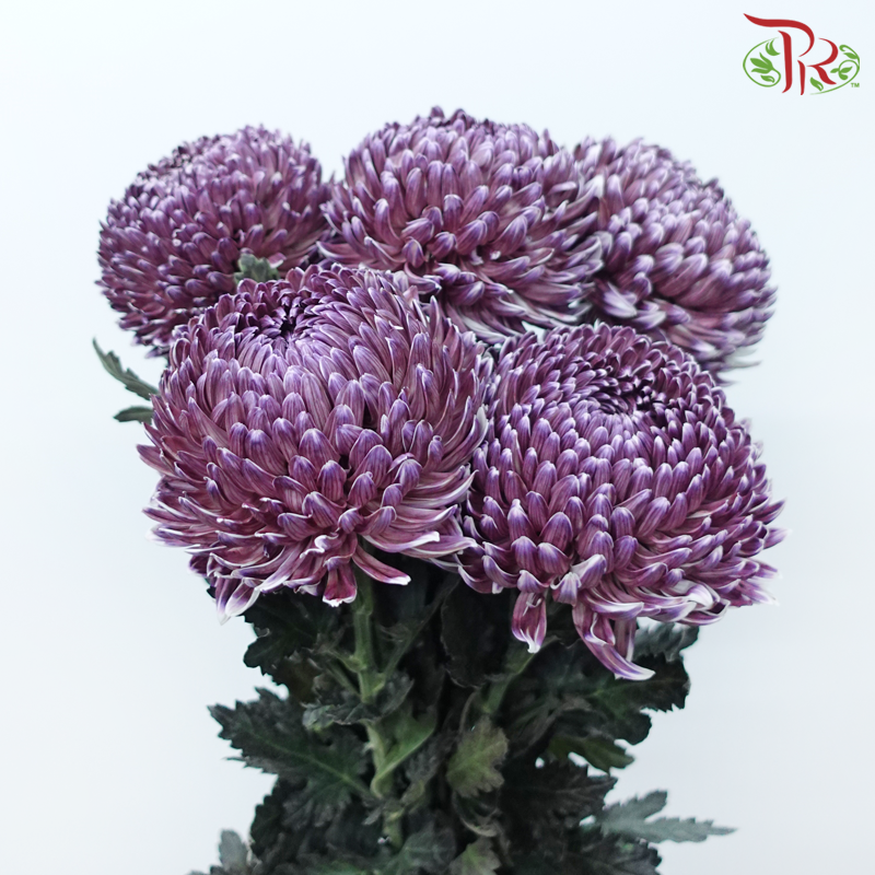 Peony Mum Dyed (Chrysanthemum) - Dark Purple (5 Stems)-Dark Purple-Malaysia-prflorist.com.my