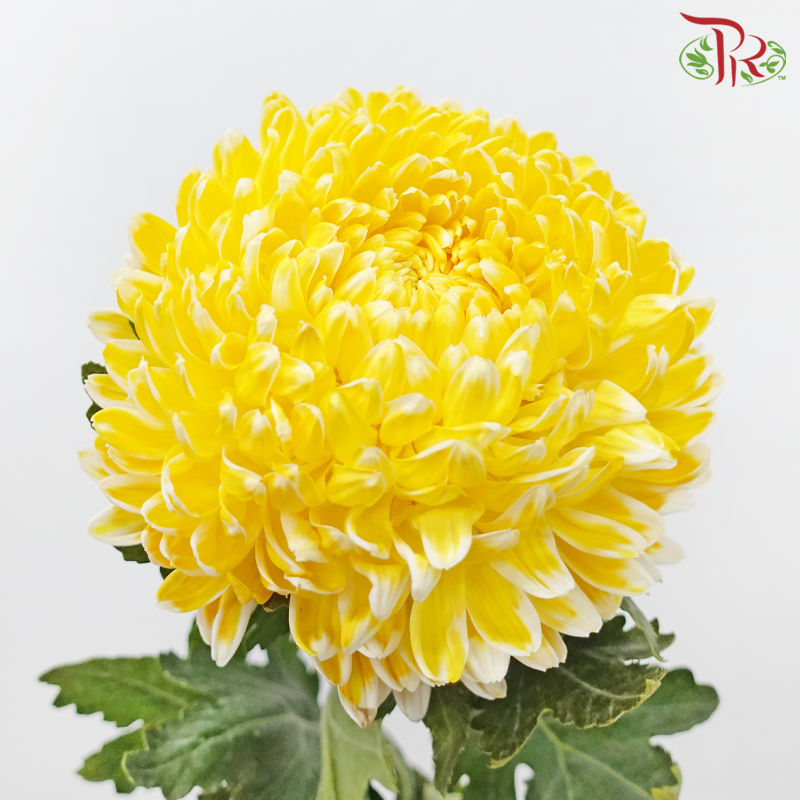 Peony Mum Dyed (Chrysanthemum) - Dark Yellow (5 Stems)-Yellow-Malaysia-prflorist.com.my
