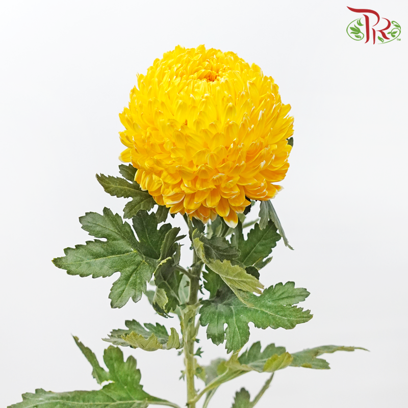 Peony Mum Dyed (Chrysanthemum) - Dark Yellow (5 Stems)-Yellow-Malaysia-prflorist.com.my