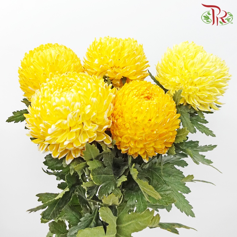 Peony Mum Dyed (Chrysanthemum) - Dark Yellow (5 Stems)-Yellow-Malaysia-prflorist.com.my