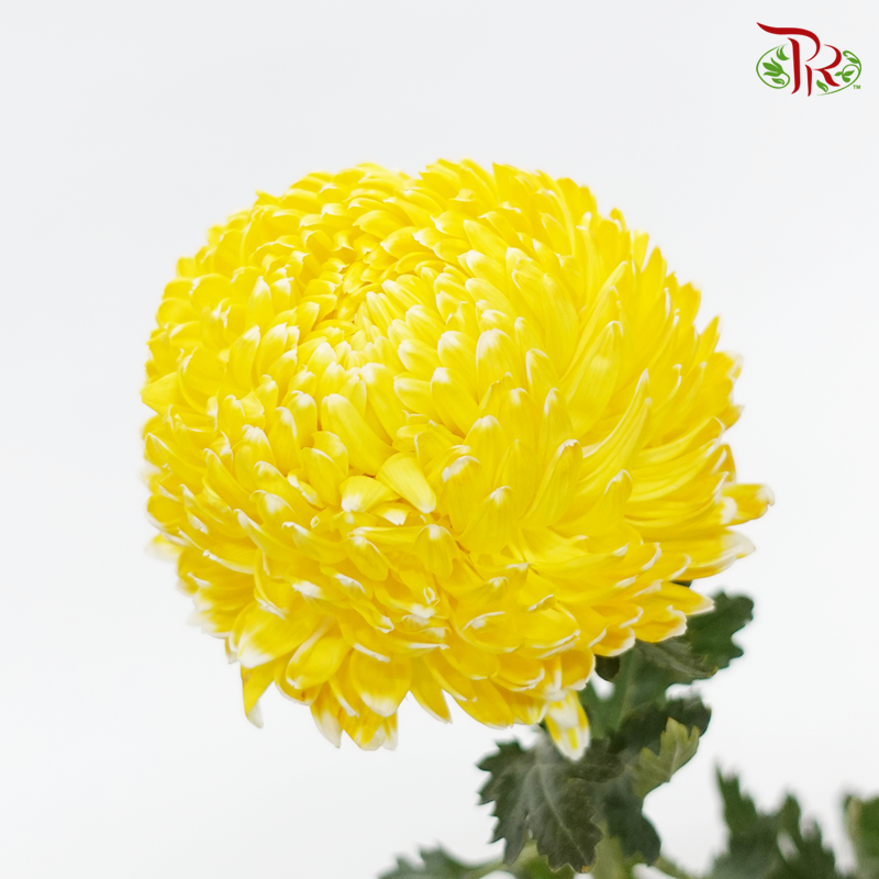 Peony Mum Dyed (Chrysanthemum) - Dark Yellow (5 Stems)-Yellow-Malaysia-prflorist.com.my