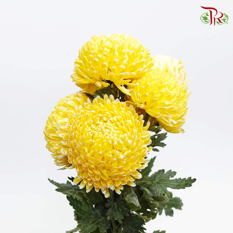 Peony Mum Dyed (Chrysanthemum) - Dark Yellow (5 Stems)-Yellow-Malaysia-prflorist.com.my