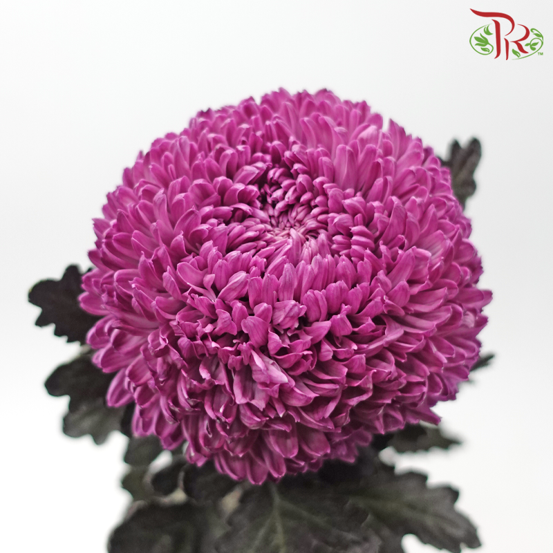 Peony Mum Dyed (Chrysanthemum) - Dusty Purple (5 Stems)-Purple-Malaysia-prflorist.com.my