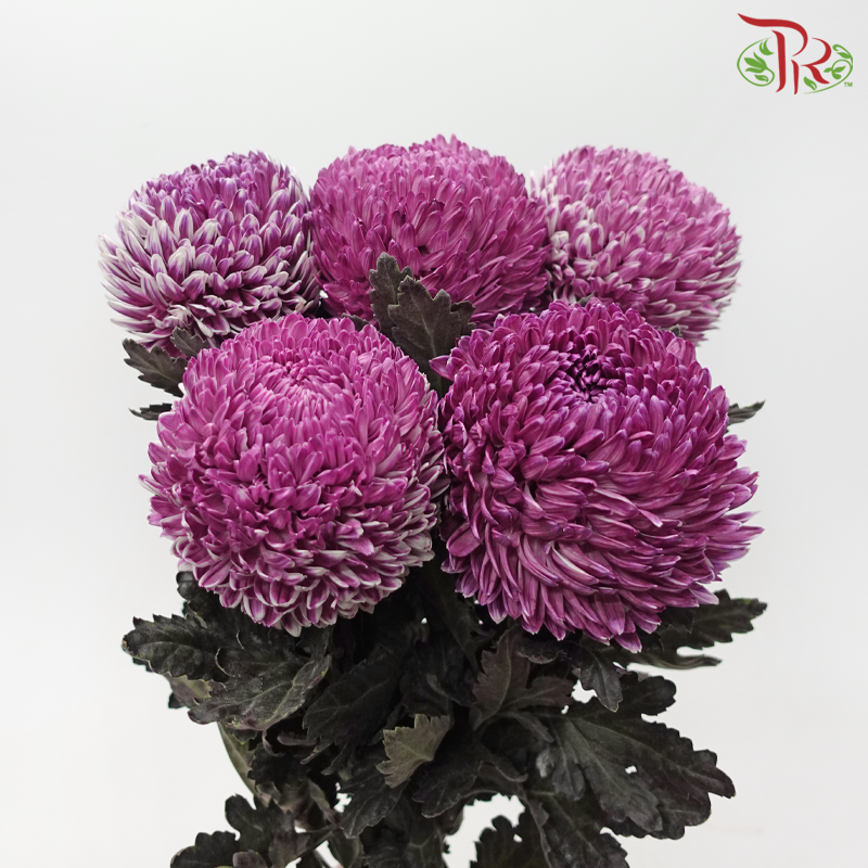 Peony Mum Dyed (Chrysanthemum) - Dusty Purple (5 Stems)-Purple-Malaysia-prflorist.com.my