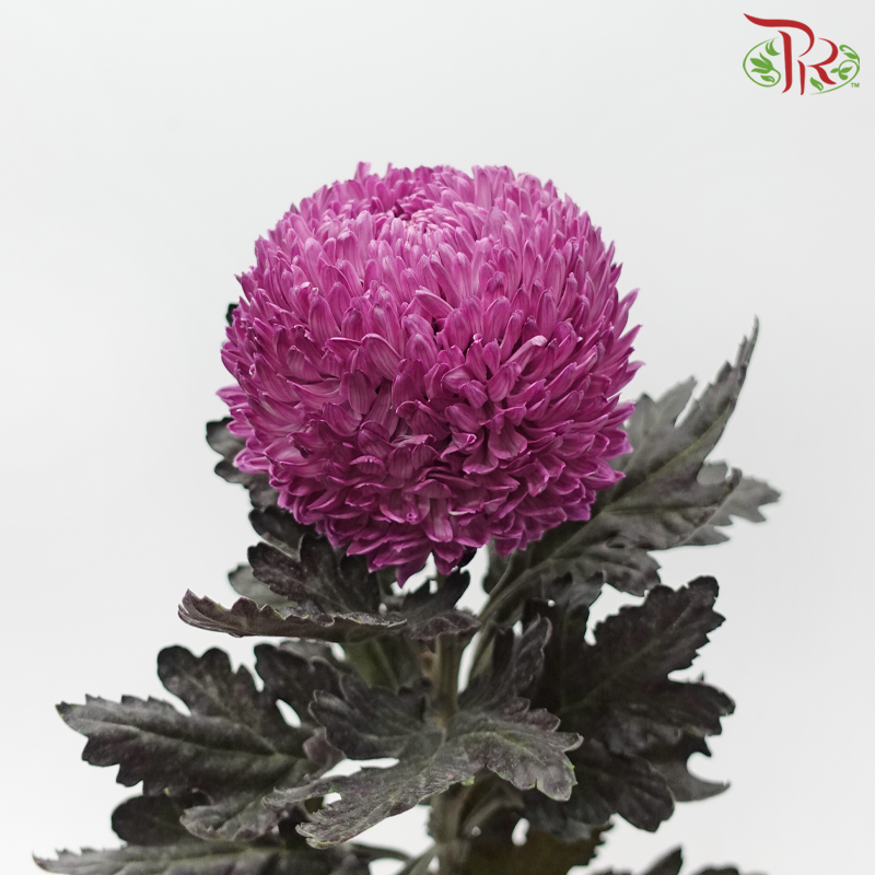 Peony Mum Dyed (Chrysanthemum) - Dusty Purple (5 Stems)-Purple-Malaysia-prflorist.com.my