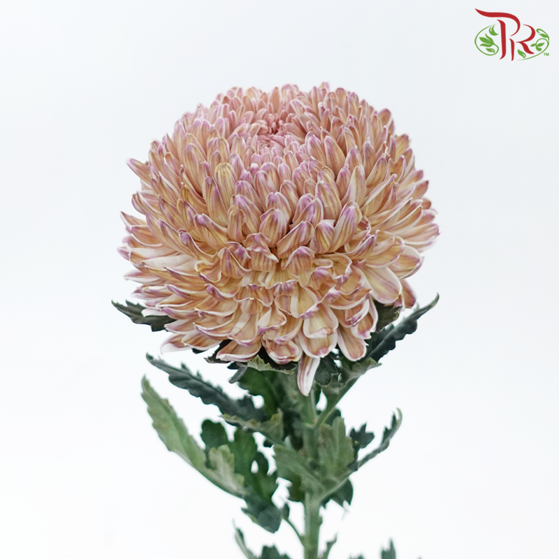 Peony Mum Dyed (Chrysanthemum) - Green Tea Pink (5 Stems)-Green Tea Purple-Malaysia-prflorist.com.my