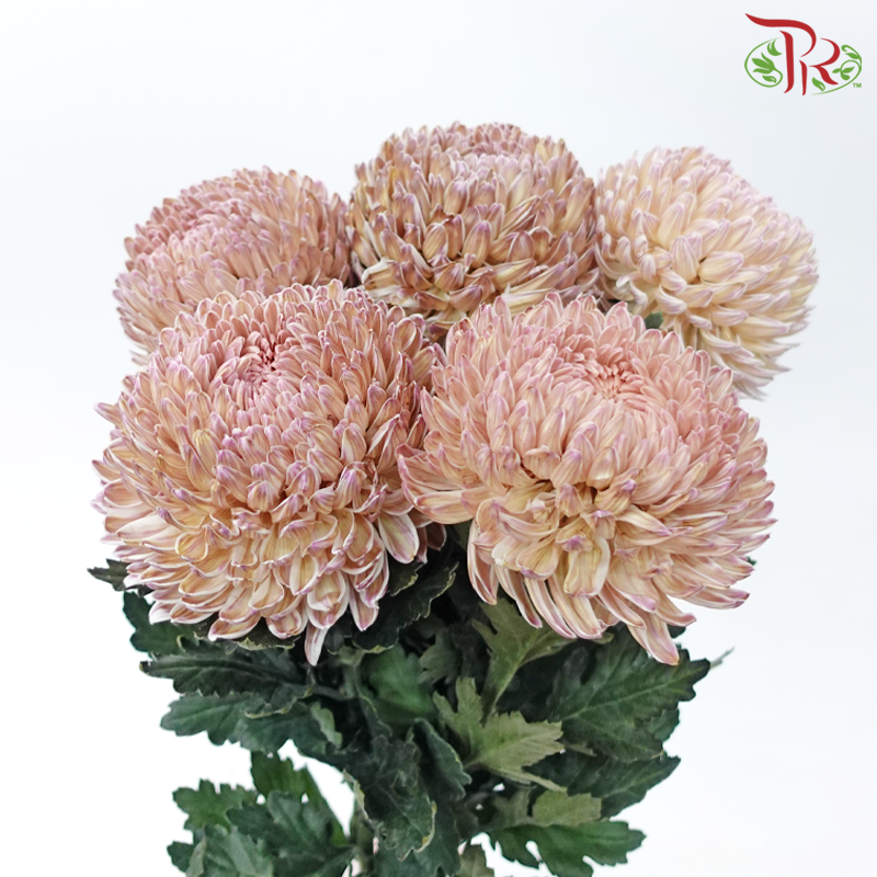 Peony Mum Dyed (Chrysanthemum) - Green Tea Pink (5 Stems)-Green Tea Purple-Malaysia-prflorist.com.my