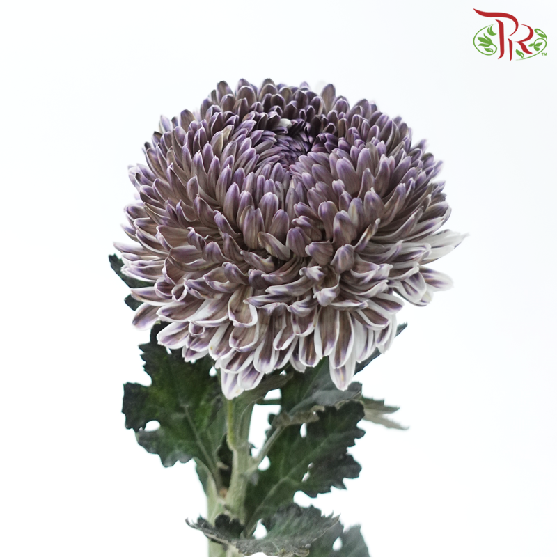 Peony Mum Dyed (Chrysanthemum) - Lavender Tea (5 Stems)-Double Tone Green WIth Purple-Malaysia-prflorist.com.my