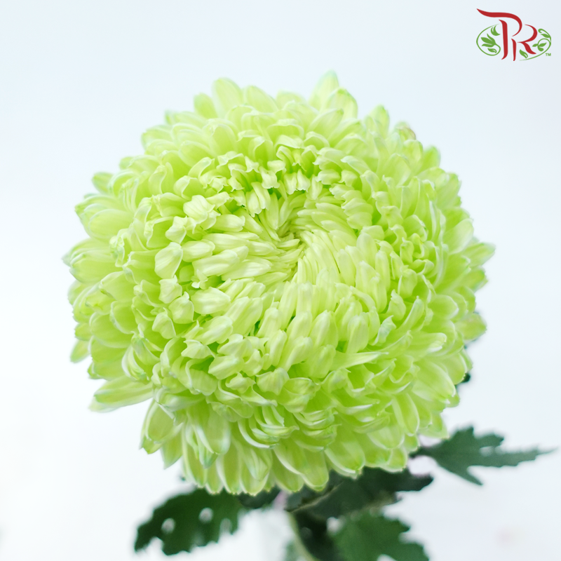 Peony Mum Dyed (Chrysanthemum) - Light Green (5 Stems)-Light Green-Malaysia-prflorist.com.my