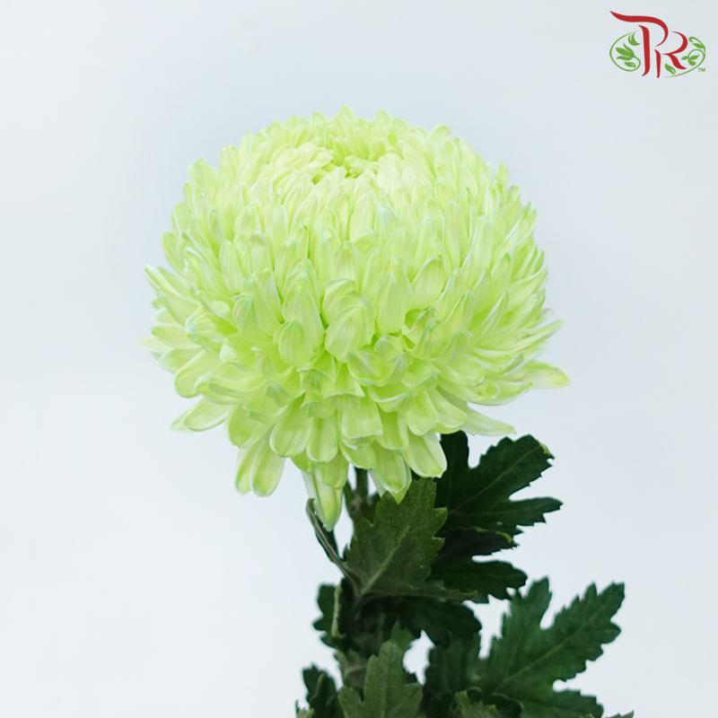 Peony Mum Dyed (Chrysanthemum) - Light Green (5 Stems)-Light Green-Malaysia-prflorist.com.my