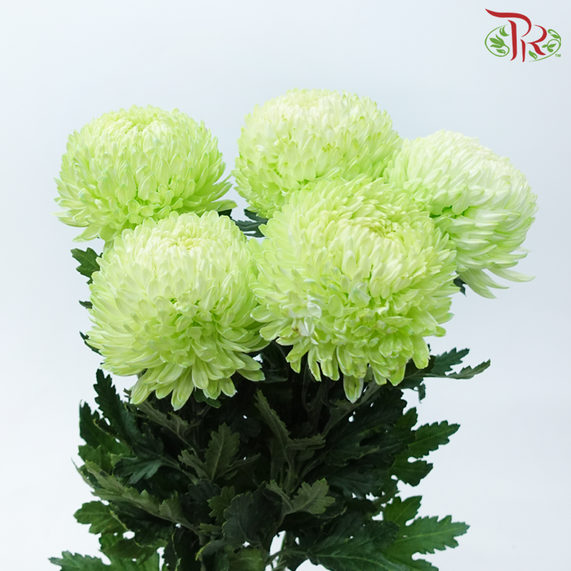 Peony Mum Dyed (Chrysanthemum) - Light Green (5 Stems)-Light Green-Malaysia-prflorist.com.my