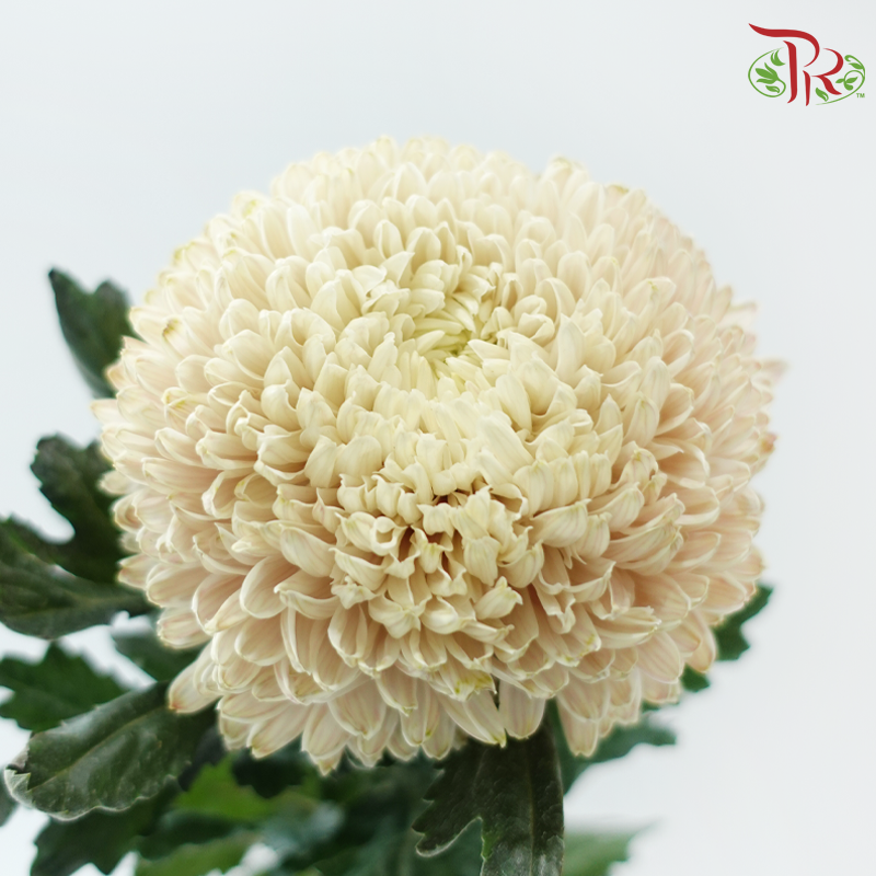 Peony Mum Dyed (Chrysanthemum) - Light Khaki (5 Stems)-Brown-Malaysia-prflorist.com.my