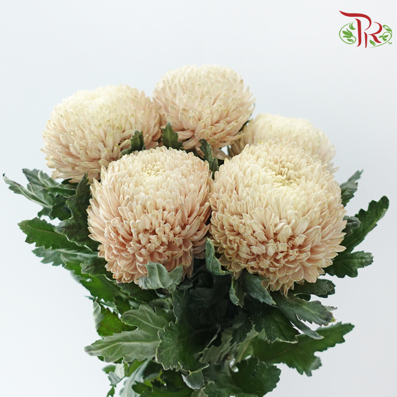 Peony Mum Dyed (Chrysanthemum) - Light Khaki (5 Stems)-Brown-Malaysia-prflorist.com.my