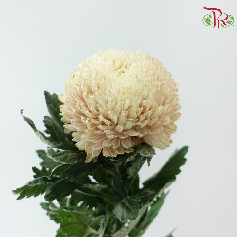 Peony Mum Dyed (Chrysanthemum) - Light Khaki (5 Stems)-Brown-Malaysia-prflorist.com.my