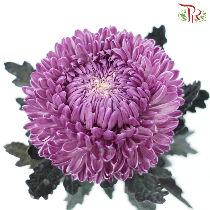 Peony Mum Dyed (Chrysanthemum) - Mauve Purple (5 Stems)-Mauve Purple-Malaysia-prflorist.com.my