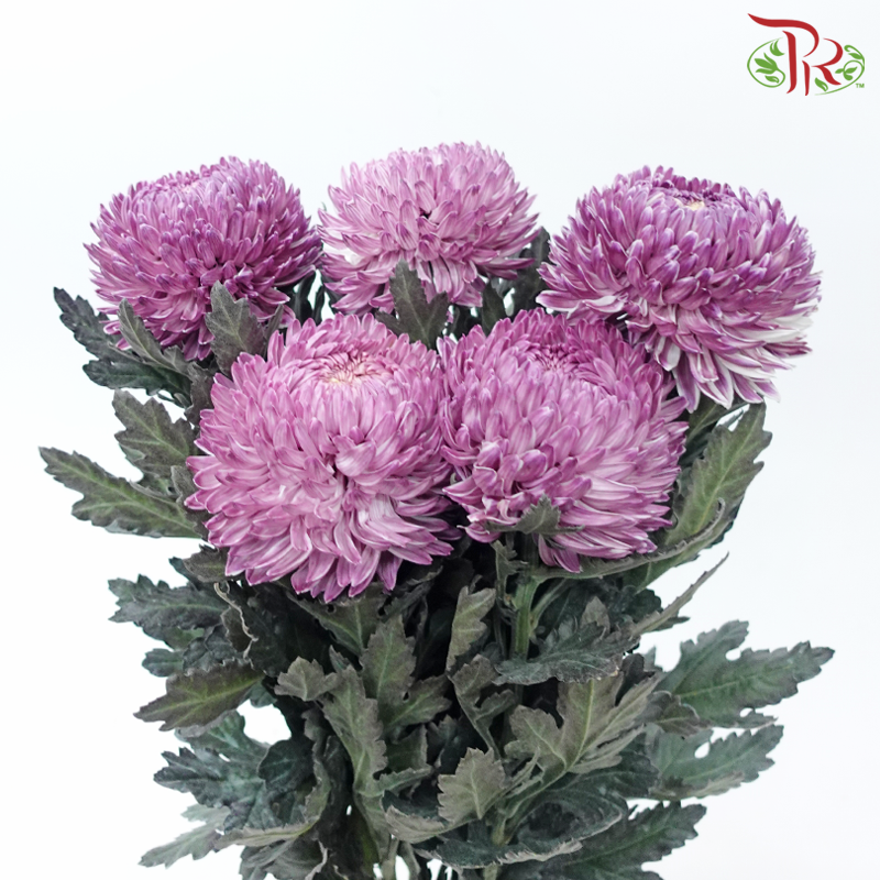 Peony Mum Dyed (Chrysanthemum) - Mauve Purple (5 Stems)-Mauve Purple-Malaysia-prflorist.com.my