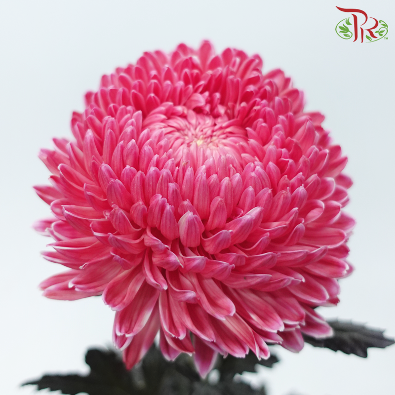 Peony Mum Dyed (Chrysanthemum) - Melon Red (5 Stems)-Melon Red-Malaysia-prflorist.com.my