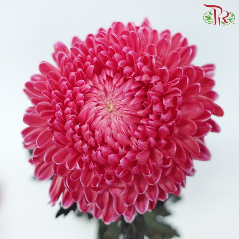 Peony Mum Dyed (Chrysanthemum) - Melon Red (5 Stems)-Melon Red-Malaysia-prflorist.com.my