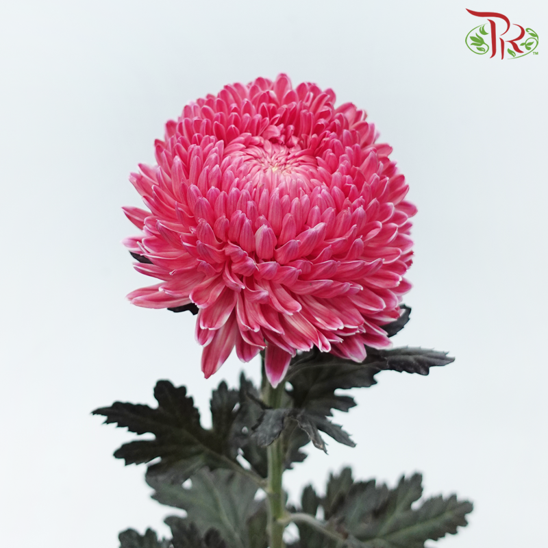Peony Mum Dyed (Chrysanthemum) - Melon Red (5 Stems)-Melon Red-Malaysia-prflorist.com.my