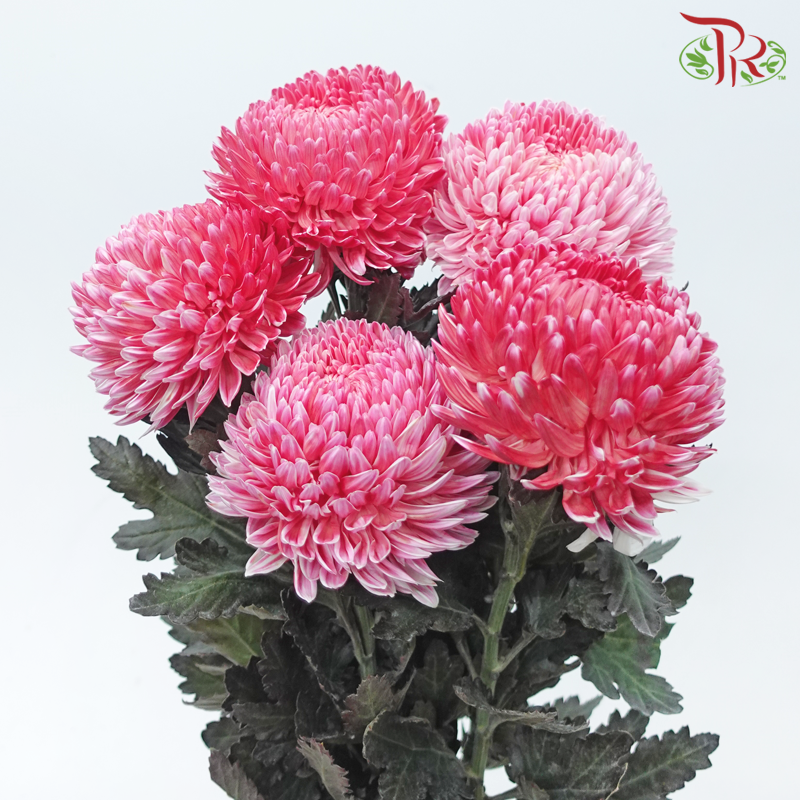 Peony Mum Dyed (Chrysanthemum) - Melon Red (5 Stems)-Melon Red-Malaysia-prflorist.com.my