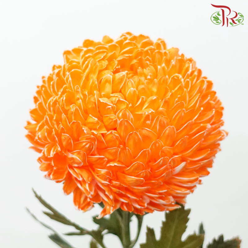 Peony Mum Dyed (Chrysanthemum) - Orange (5 Stems)-Orange-Malaysia-prflorist.com.my