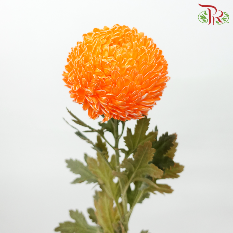 Peony Mum Dyed (Chrysanthemum) - Orange (5 Stems)-Orange-Malaysia-prflorist.com.my
