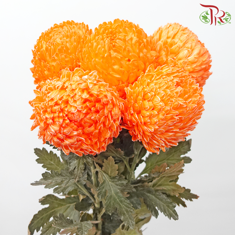 Peony Mum Dyed (Chrysanthemum) - Orange (5 Stems)-Orange-Malaysia-prflorist.com.my