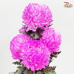 Peony Mum Dyed (Chrysanthemum) - PK3 (5 Stems)-Cherry Pink-Malaysia-prflorist.com.my