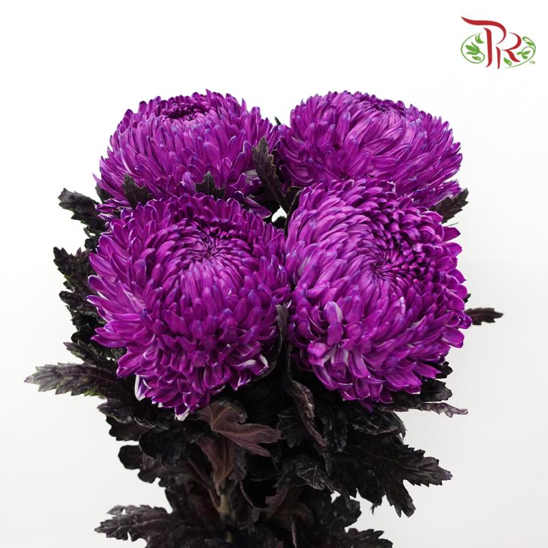 Peony Mum Dyed (Chrysanthemum) - Purple (5 Stems)-Purple-Malaysia-prflorist.com.my