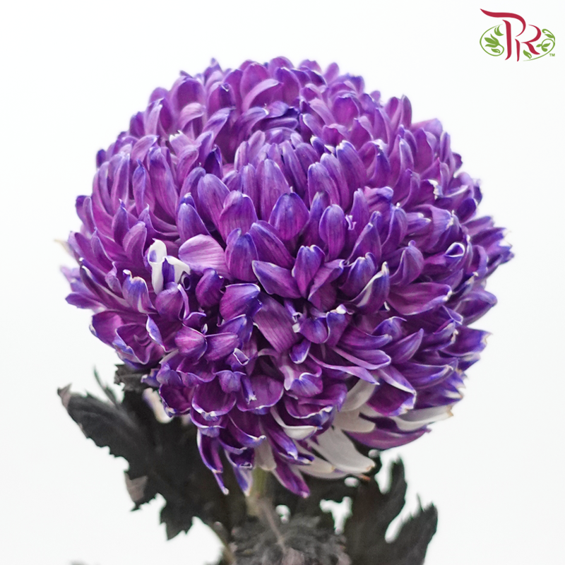 Peony Mum Dyed (Chrysanthemum) - Violet (5 Stems)-Purple-Malaysia-prflorist.com.my