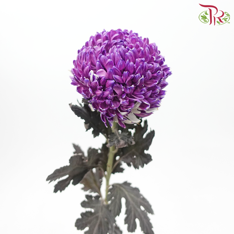 Peony Mum Dyed (Chrysanthemum) - Violet (5 Stems)-Purple-Malaysia-prflorist.com.my