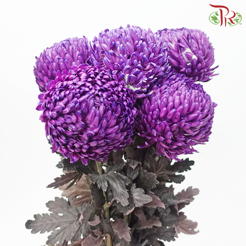 Peony Mum Dyed (Chrysanthemum) - Violet (5 Stems)-Purple-Malaysia-prflorist.com.my