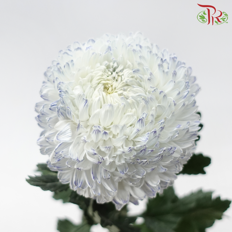 Peony Mum Dyed (Chrysanthemum) - White Jumble Blue (5 Stems)-White Jumble Blue-Malaysia-prflorist.com.my
