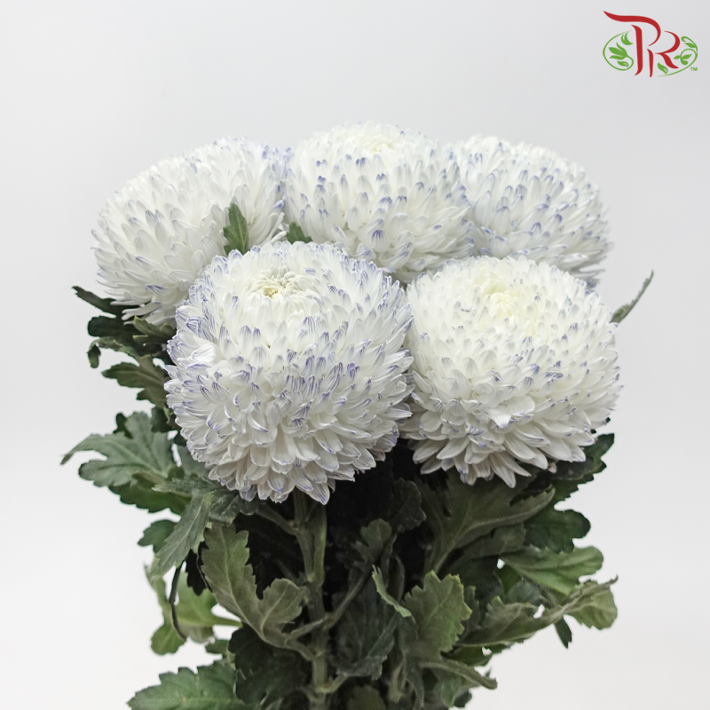 Peony Mum Dyed (Chrysanthemum) - White Jumble Blue (5 Stems)-White Jumble Blue-Malaysia-prflorist.com.my