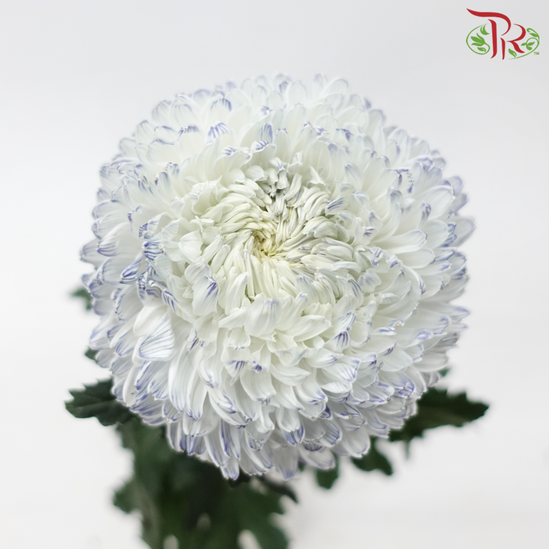Peony Mum Dyed (Chrysanthemum) - White Jumble Blue (5 Stems)-White Jumble Blue-Malaysia-prflorist.com.my