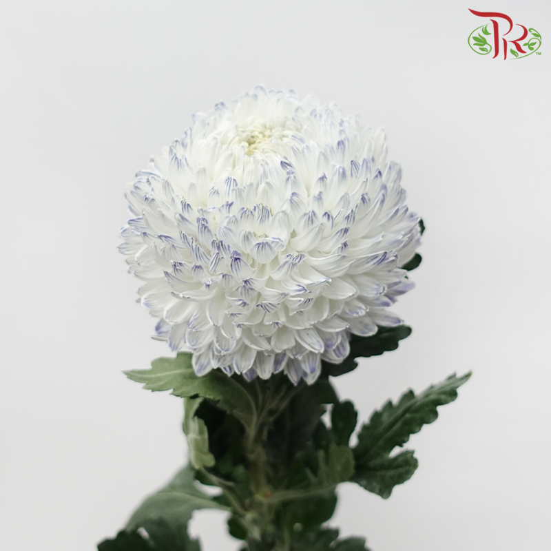 Peony Mum Dyed (Chrysanthemum) - White Jumble Blue (5 Stems)-White Jumble Blue-Malaysia-prflorist.com.my