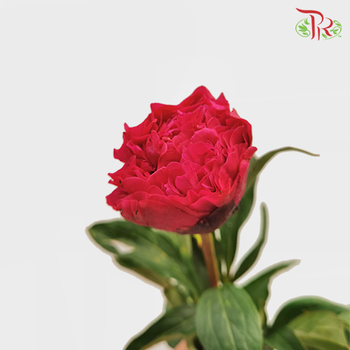 Peony - Paul M Wild (2 Stems) *Small Bud ****FRAGILE-Pink-New Zealand-prflorist.com.my