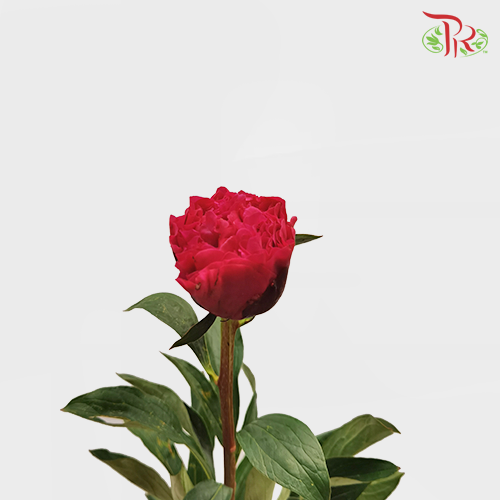 Peony - Paul M Wild (2 Stems) *Small Bud ****FRAGILE-Pink-New Zealand-prflorist.com.my