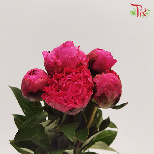 Peony - Paul M Wild (2 Stems) *Small Bud ****FRAGILE-Pink-New Zealand-prflorist.com.my