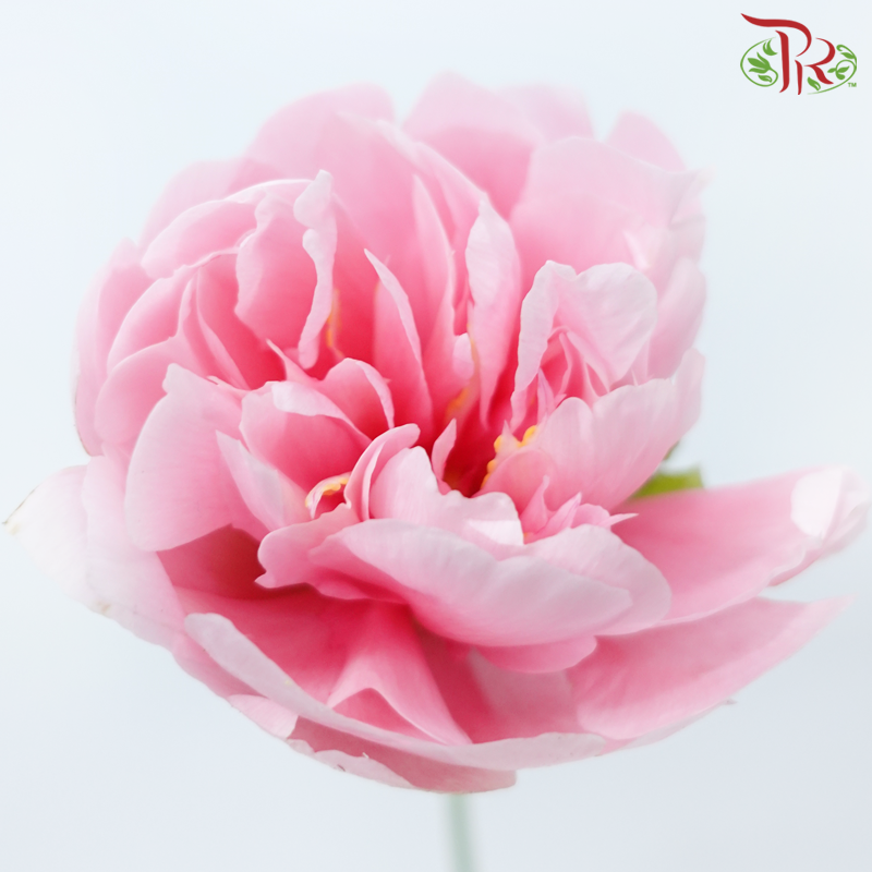 Peony - Pink (2 Stems) ***Fragile (Small /Medium Size)-Pink-Netherland-prflorist.com.my