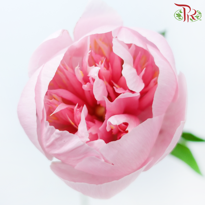 Peony - Pink (2 Stems) ***Fragile (Small /Medium Size)-Pink-Netherland-prflorist.com.my