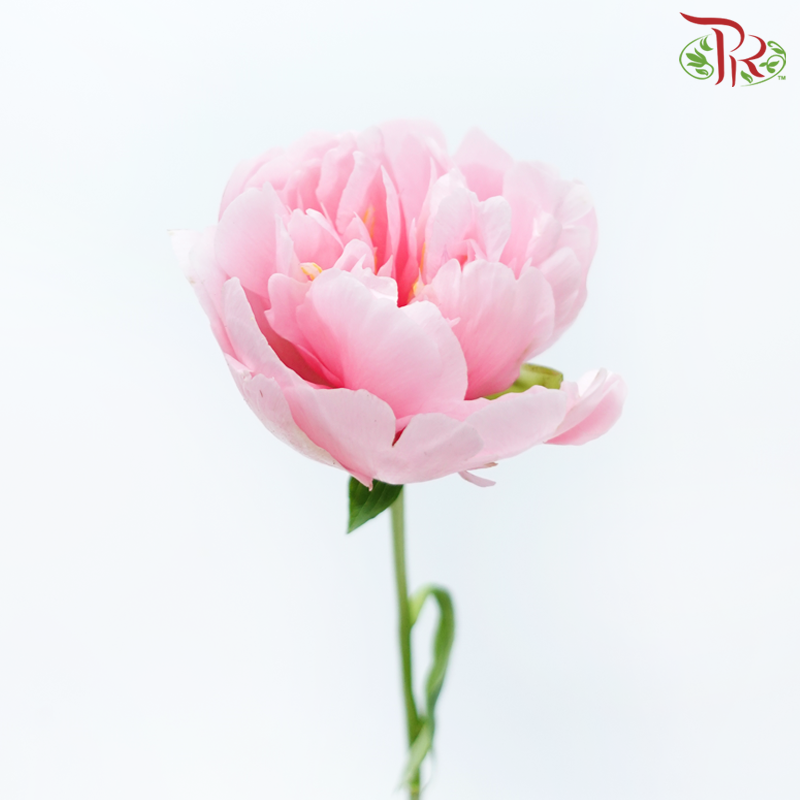 Peony - Pink (2 Stems) ***Fragile (Small /Medium Size)-Pink-Netherland-prflorist.com.my