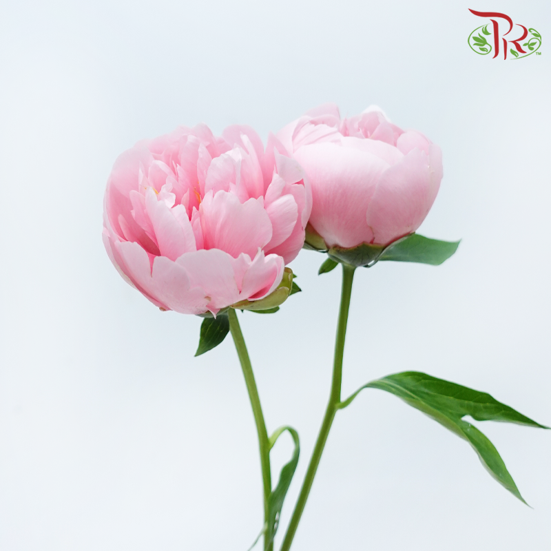 Peony - Pink (2 Stems) ***Fragile (Small /Medium Size)-Pink-Netherland-prflorist.com.my