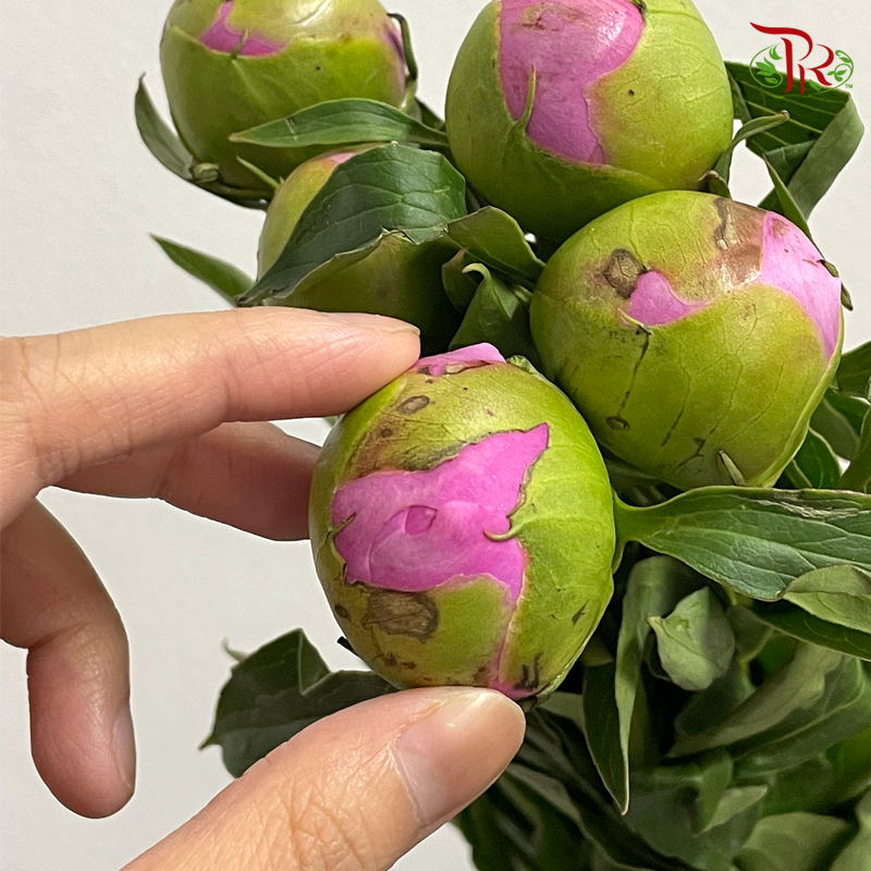 Peony - Pink 3 (5 Stems) ***Fragile (Small /Medium Size)-Pink-China-prflorist.com.my